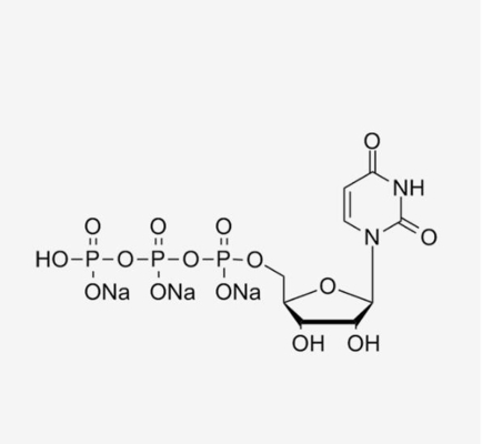 Άχρωμο UTP 100mM uridine-5'-τριφωσφορικό άλας Trisodium αλατισμένο CAS 19817-92-6 λύσης